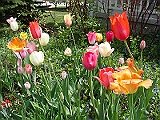 61 Nancy's Garden [2009 May 10]